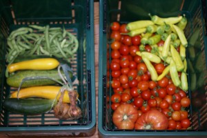 Vegetables from school garden